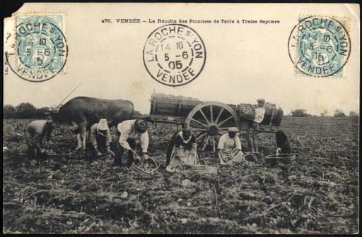 La récolte des pommes de terre.